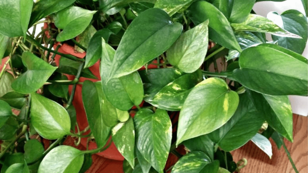 Propagate Common House Plants with Stems