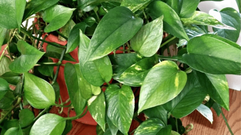How to Propagate Common House Plants with Stems