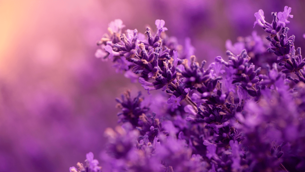 Lavender in Design
