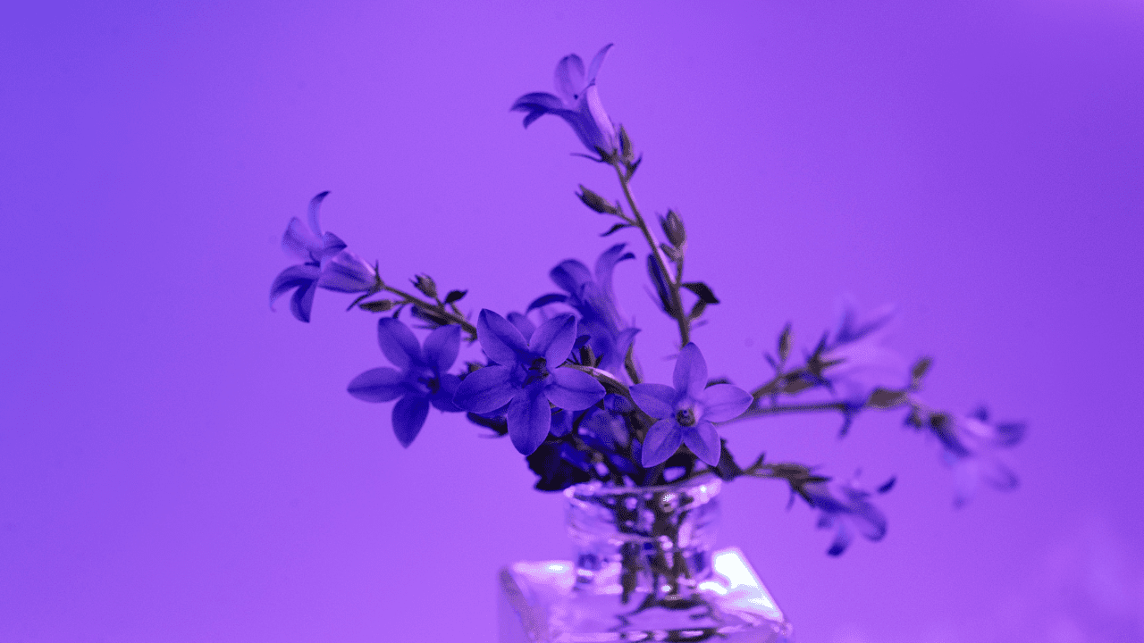 Colors Make Lavender